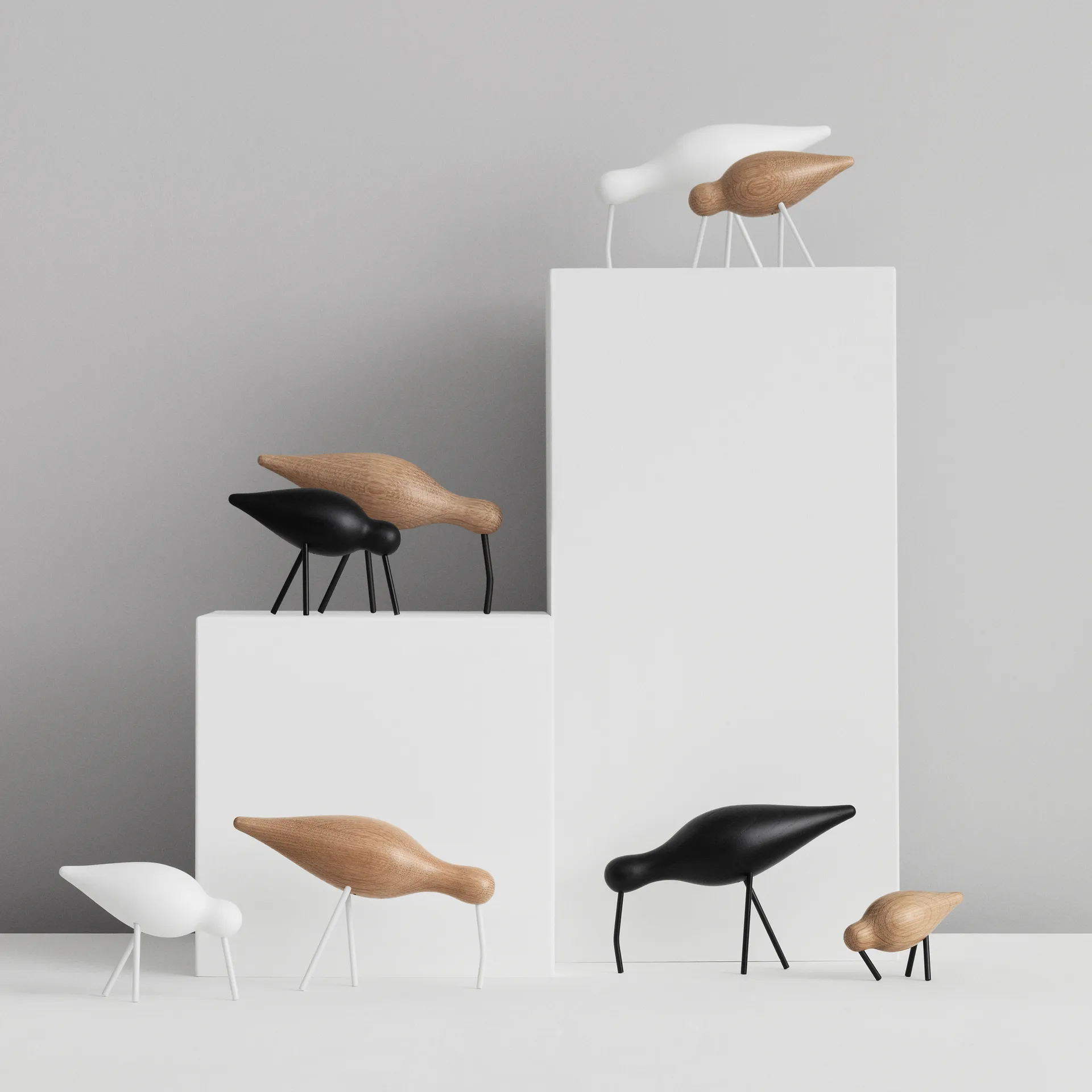 Shorebird carvalho-branco , grande Normann Copenhagen