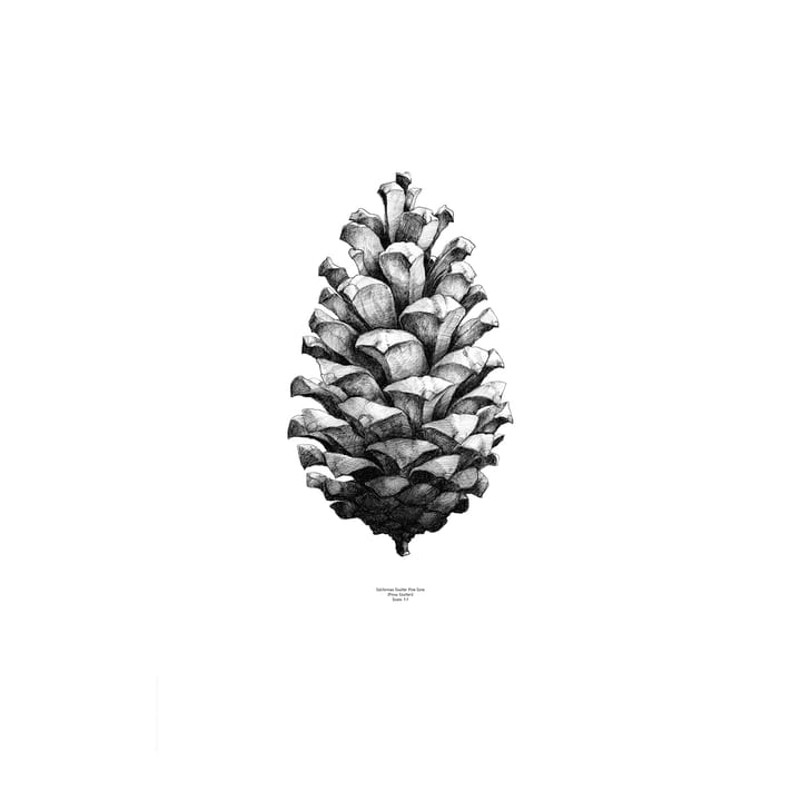 Póster 1:1 Pine cone - branco, 50x70 c - Paper Collective