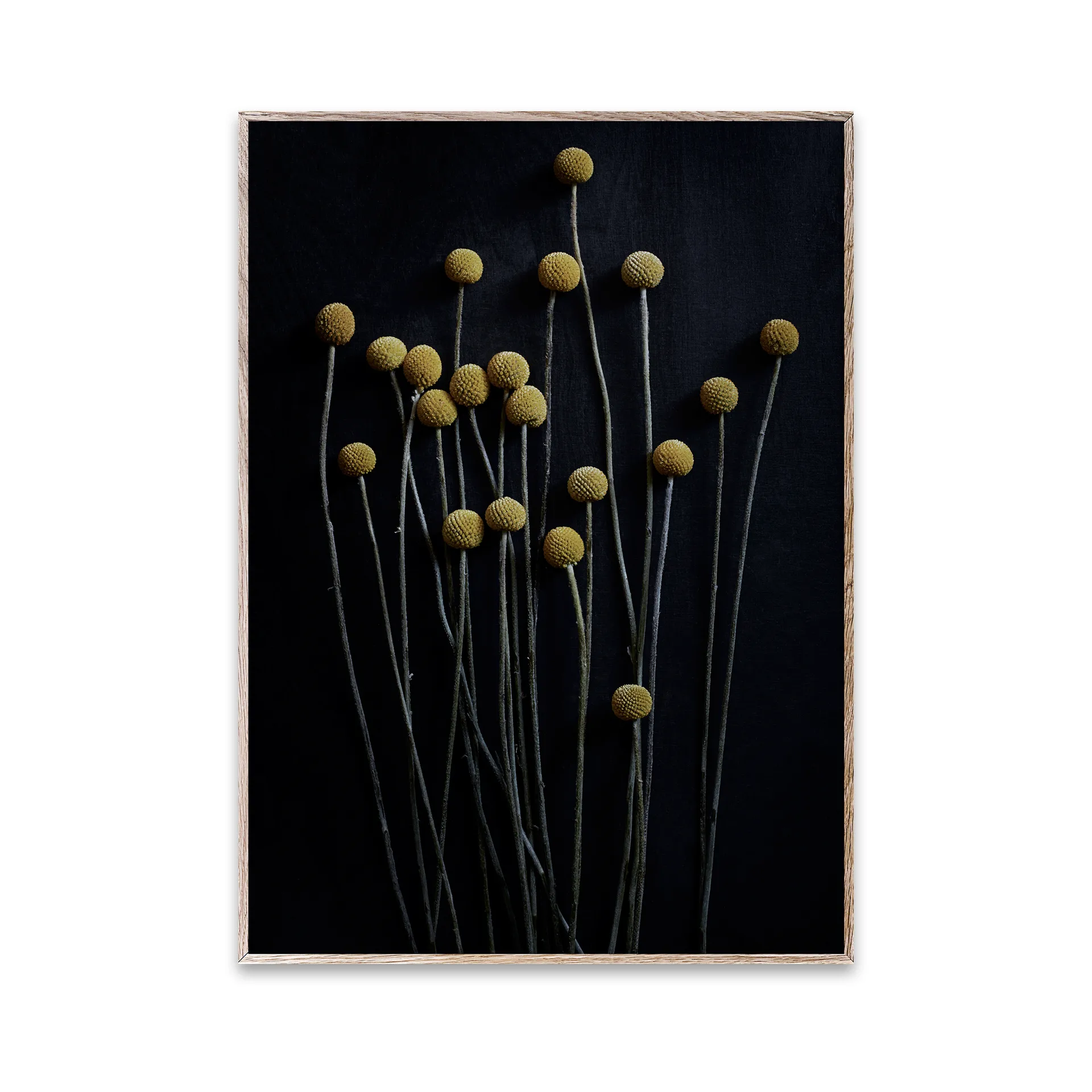 Póster Sto Life 01 Yellow Drumsticks, 30x40 cm Paper Collective