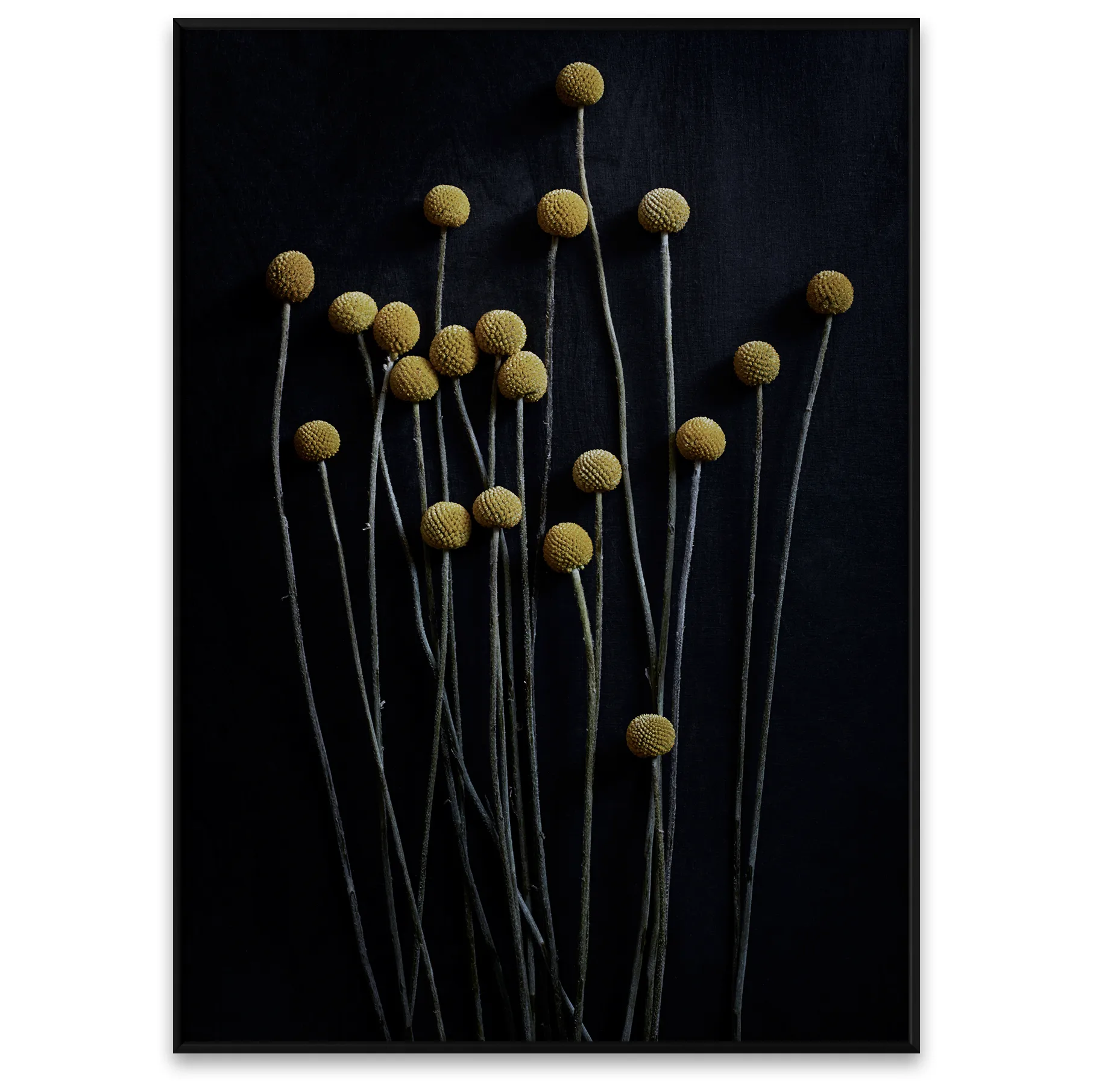 Póster Sto Life 01 Yellow Drumsticks, 50x70 cm Paper Collective