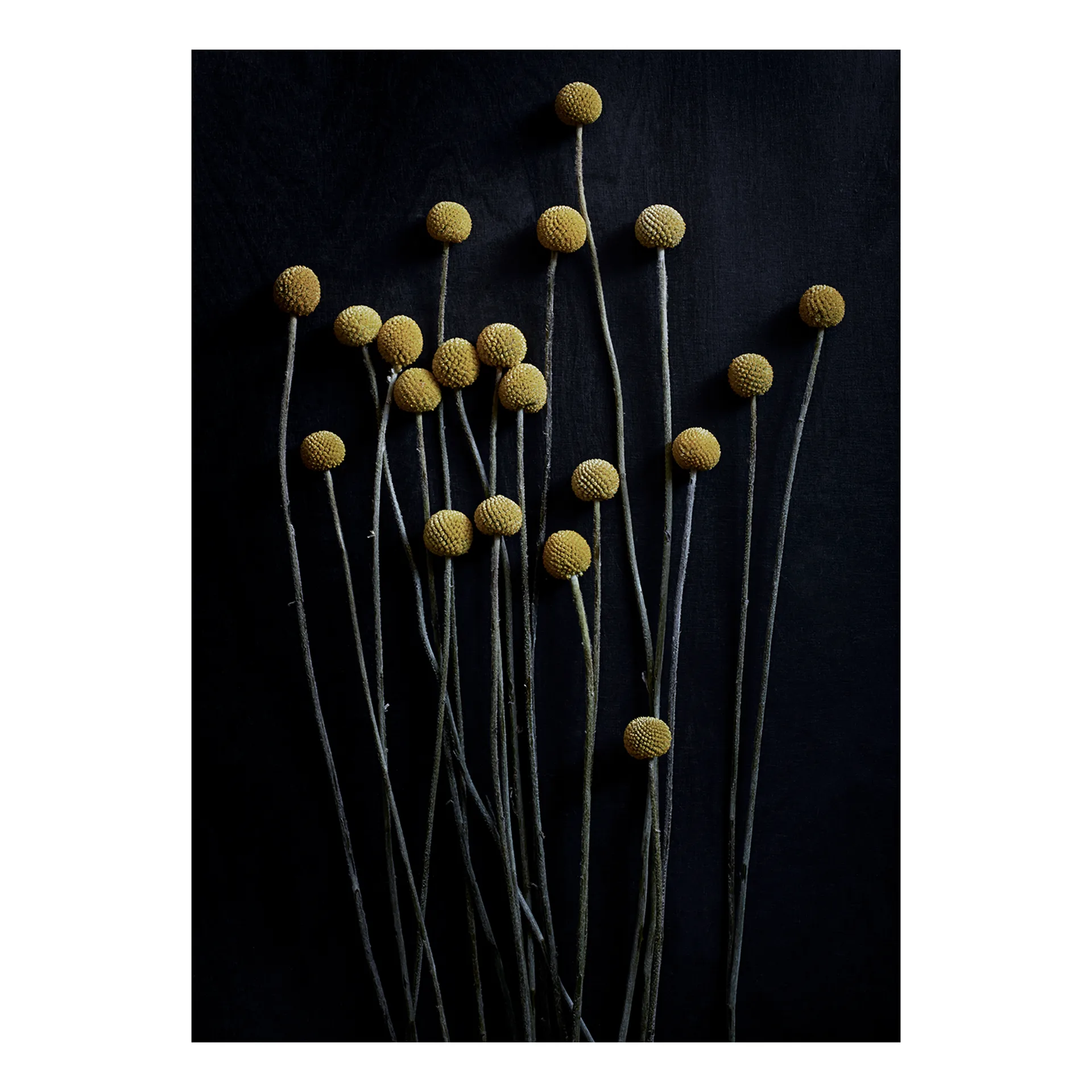 Póster Sto Life 01 Yellow Drumsticks, 50x70 cm Paper Collective