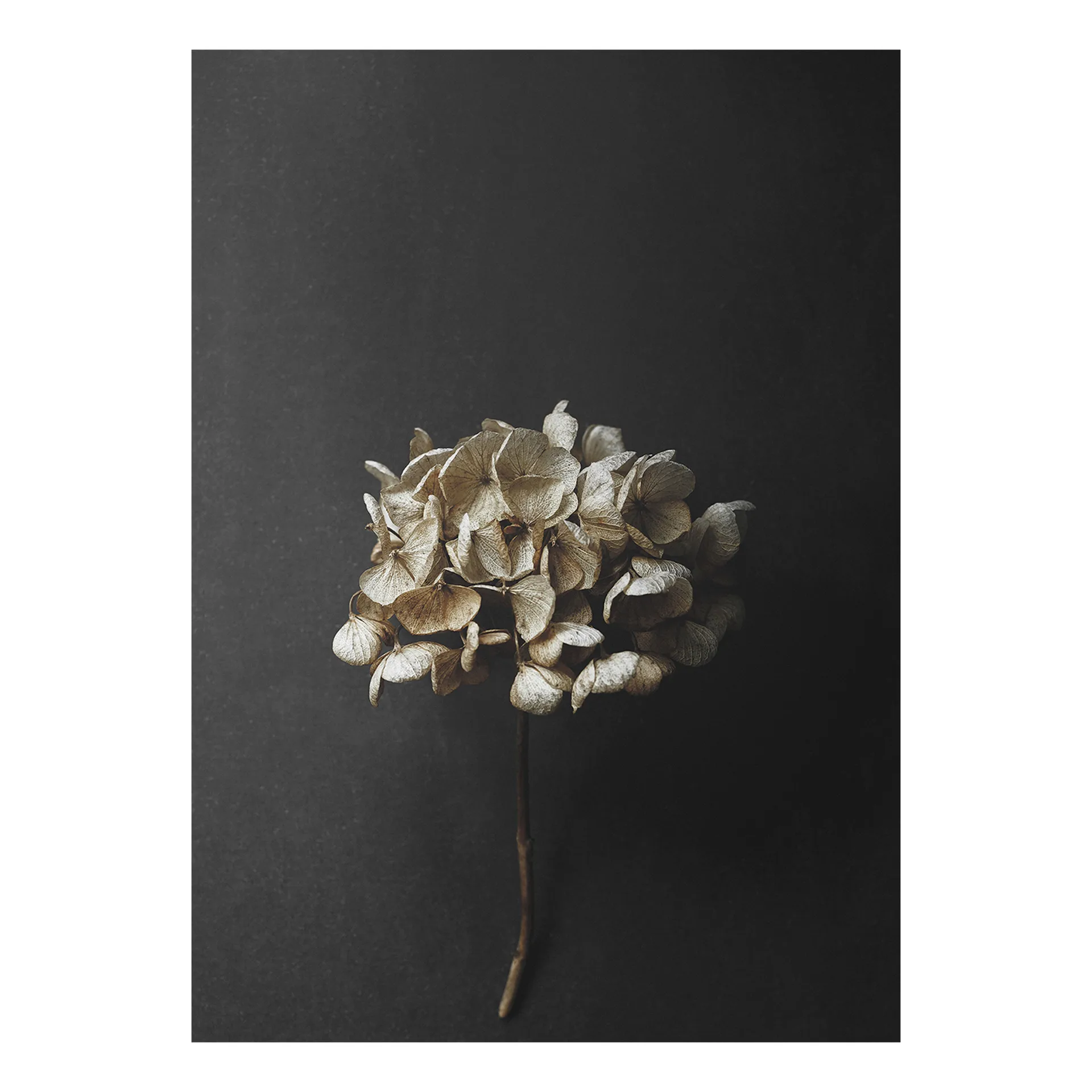 Póster Sto Life 04 Hydrangea, 30x40 cm Paper Collective