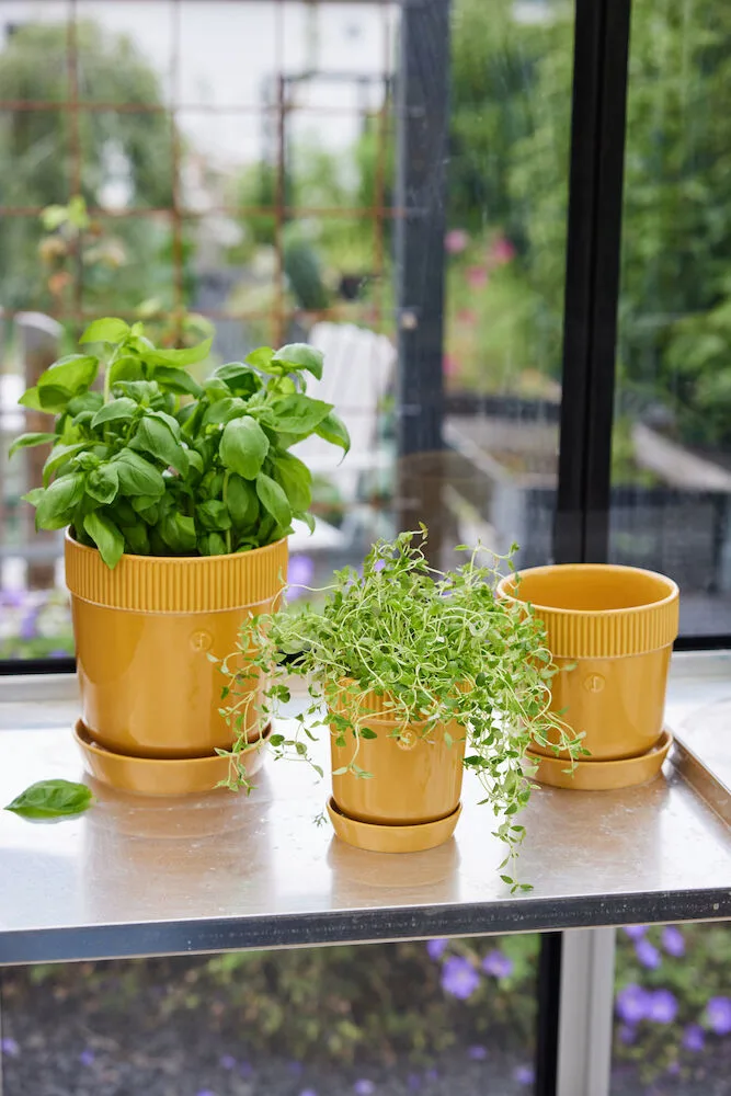 Pote para ervas Elise Ø11 cm, Amarelo Sagaform