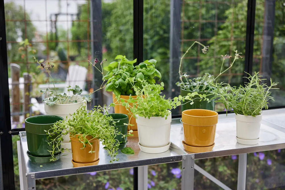 Pote para ervas Elise Ø11 cm, Amarelo Sagaform