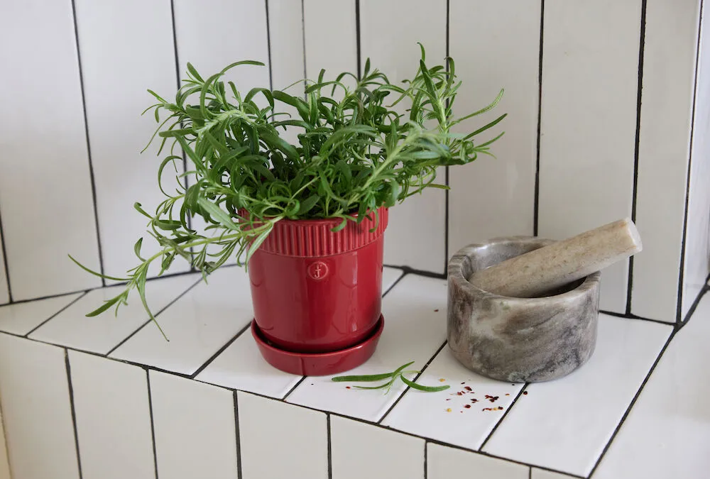 Pote para ervas Elise Ø11 cm, Vermelho vinho Sagaform