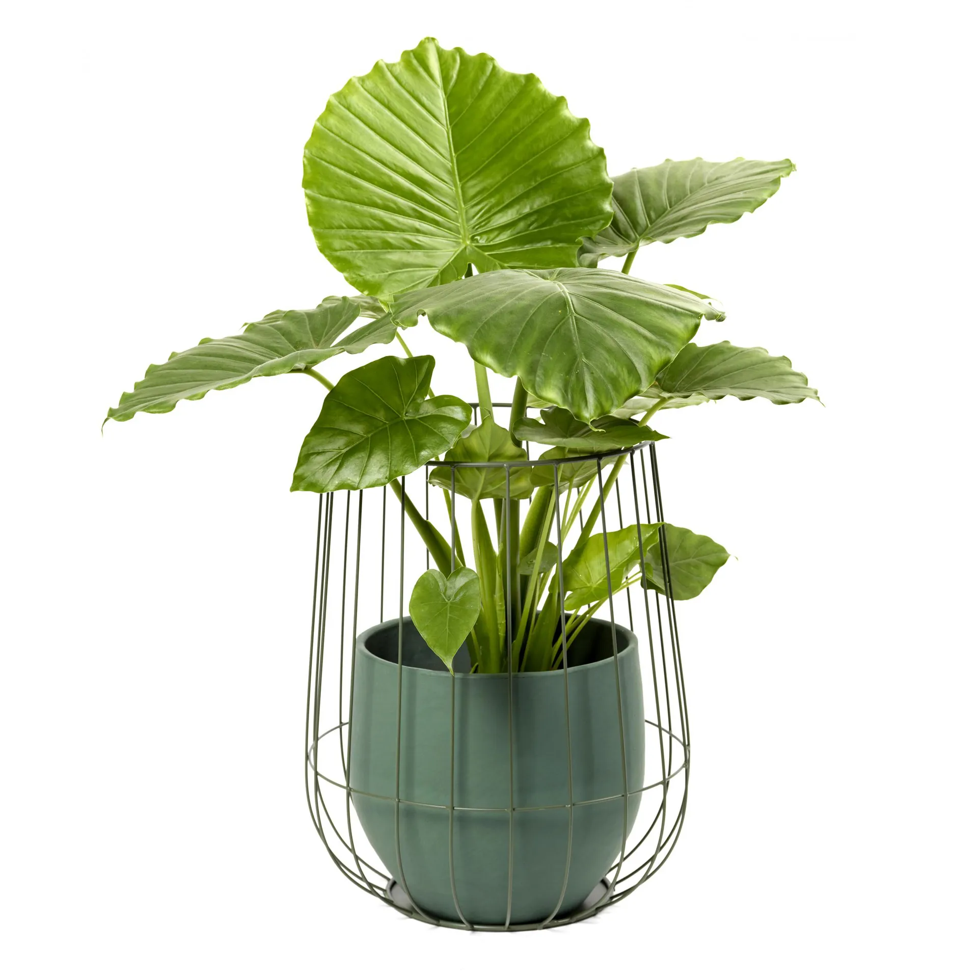 Vaso de flores em cesto Sera 37x46 cm, army green Serax