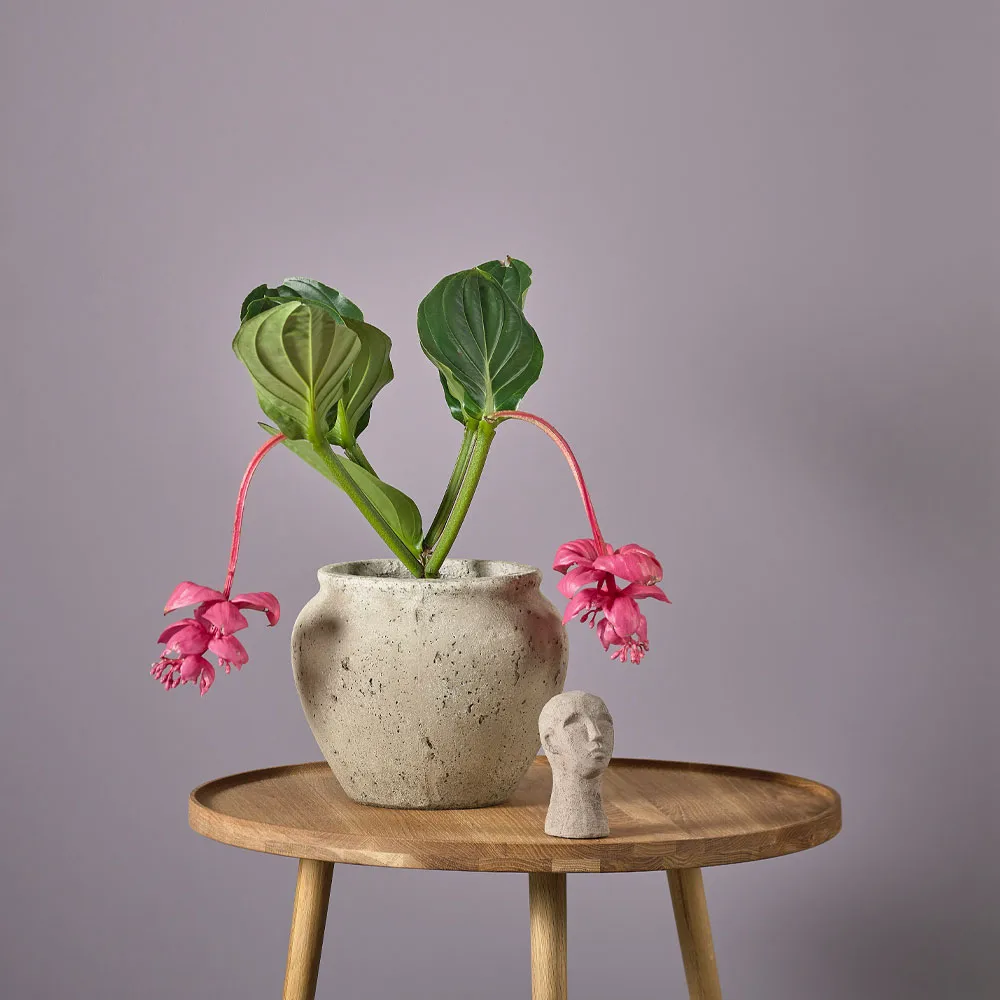 Vaso Loev, Cinzento, médio, Ø30.5 cm Villa Collection